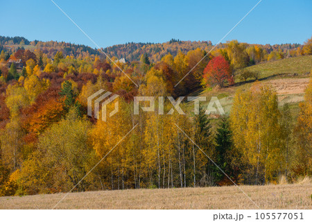 Colorful autumn landscape 105577051