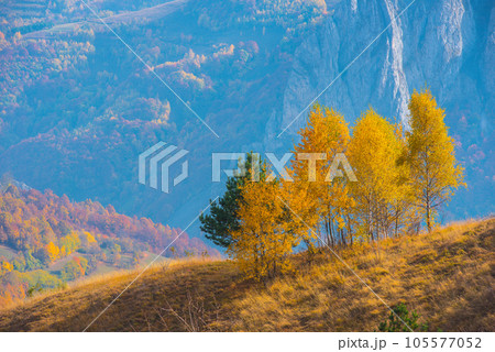 Birch trees in the autumn 105577052
