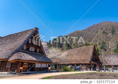 富山県五箇山 桜咲く春の菅沼合掌造り集落 富山県五箇山 桜咲く春の菅沼合掌造り集落 105577114