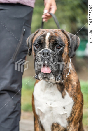 Beautiful German Boxer Dog sitting in front of green gras in a park looking cute 105577200