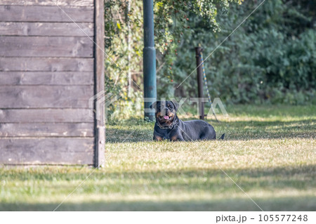 young black rottweiler dog training for protection sport and police 105577248