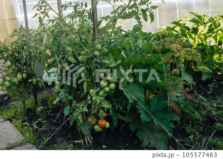 Tomato plants. A fresh bunch of red and green natural tomatoes in an organic vegetable garden. High quality photo 105577463