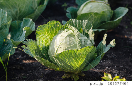 organic vegetables, cabbage growing, harvesting. High quality photo 105577464
