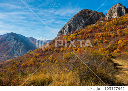 Autumn trees in the forest 105577962