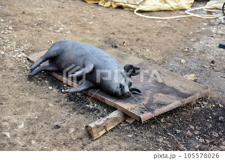 Slaughtered pig. Burned pig prepared for traditional butchering Slaughtered pig. Burned pig prepared for traditional butchering 105578026