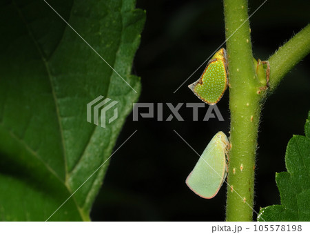 ヘリチャハゴロモとアオバハゴロモ 105578198