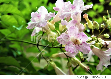 キリの花 キリの花 105578515