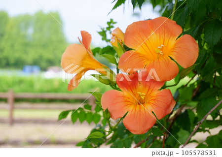 オレンジのノウゼンカズラの花 3 オレンジのノウゼンカズラの花 3 105578531