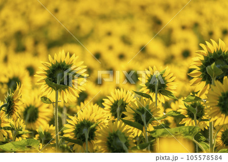 満開のひまわり　早朝の宮城県山元町のひまわり畑（2023やまもとひまわり祭り）　宮城県山元町 105578584
