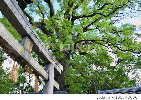新熊野神社 影向の大樟(京都市東山区) 新熊野神社 影向の大樟(京都市東山区) 105578606