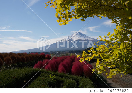 コキアのある風景 105578629