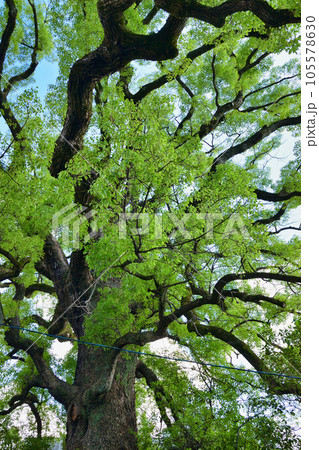 新熊野神社　影向の大樟（京都市東山区） 105578630