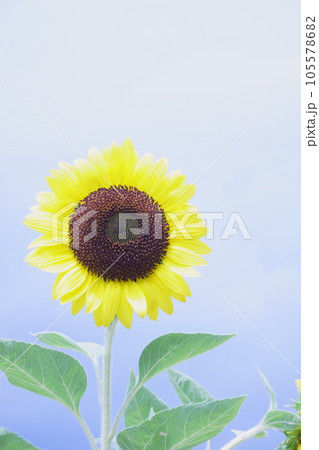 空に向かって咲くひまわり 105578682