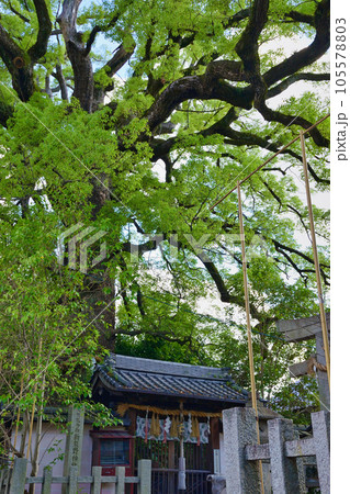 新熊野神社 影向の大樟(京都市東山区) 新熊野神社 影向の大樟(京都市東山区) 105578803