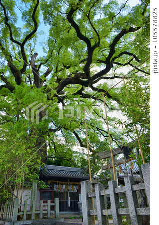 新熊野神社 影向の大樟(京都市東山区) 新熊野神社 影向の大樟(京都市東山区) 105578825