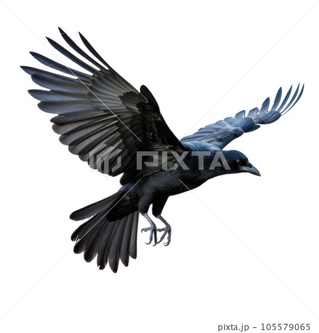 Flying black crow isolated Flying black crow isolated 105579065