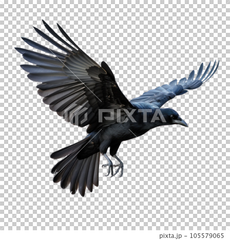 Flying black crow isolated Flying black crow isolated 105579065