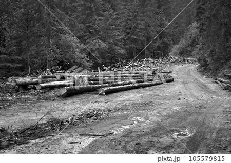 Freshly cut tree trunks near a forest road Freshly cut tree trunks near a forest road 105579815