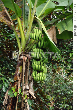 Green bananas on a tree Green bananas on a tree 105579834