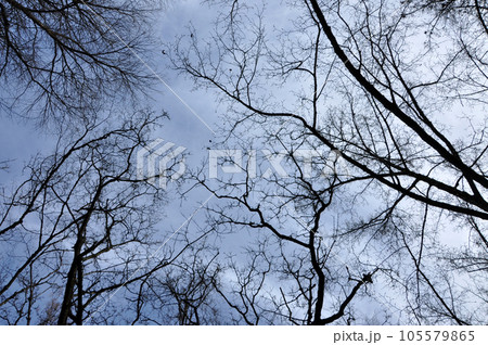 Leafless tree branches perspective. Top of trees against sky 105579865