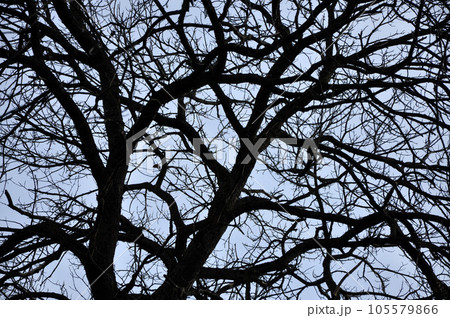 Leafless tree branches perspective. Top of trees against sky 105579866