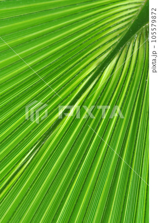 Pattern of a green palm leaf close-up Pattern of a green palm leaf close-up 105579872