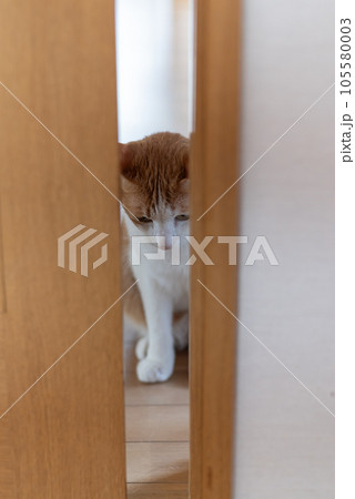 ドアの隙間から覗く猫　茶トラ白 105580003