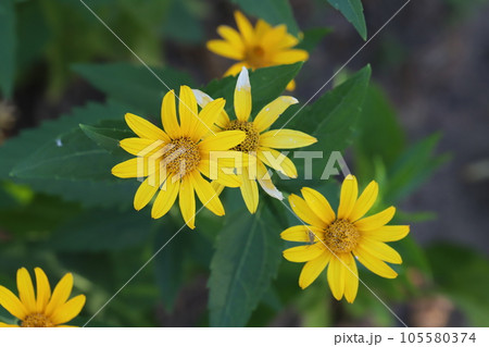 夏の庭に咲くヒメヒマワリの黄色い花 夏の庭に咲くヒメヒマワリの黄色い花 105580374