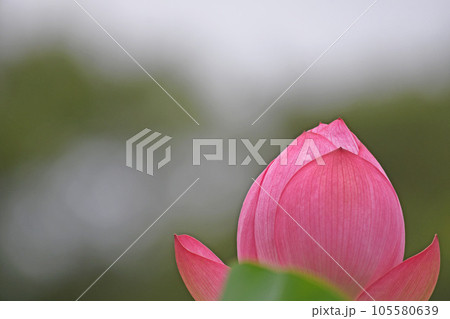 蓮の花 105580639
