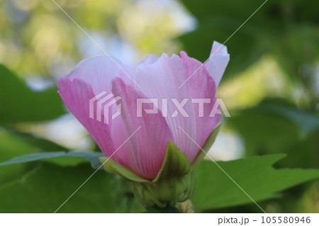 夏の庭に咲くフヨウのピンク色の花 夏の庭に咲くフヨウのピンク色の花 105580946