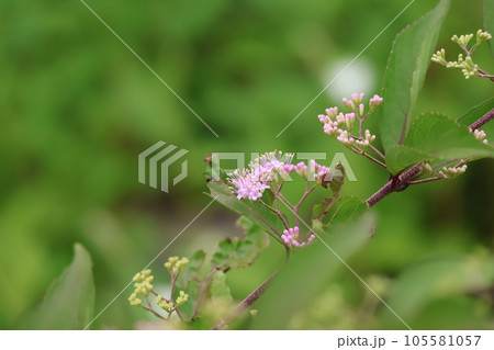 緑の葉とピンクの花びらの小紫式部の花が咲く木の枝の風景 緑の葉とピンクの花びらの小紫式部の花が咲く木の枝の風景 105581057