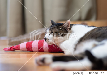 ぬいぐるみを枕に眠る猫　キジトラ猫 105581343