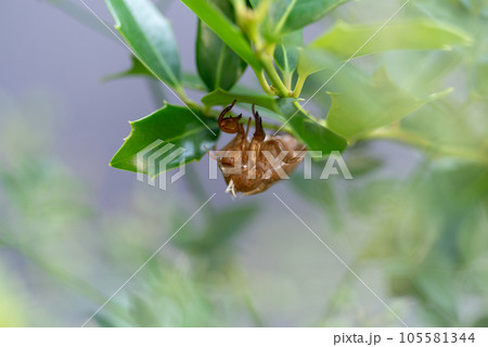 セミの抜け殻 105581344