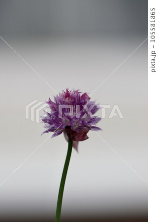 チャイブの花 家庭菜園のハーブ チャイブの花 家庭菜園のハーブ 105581865