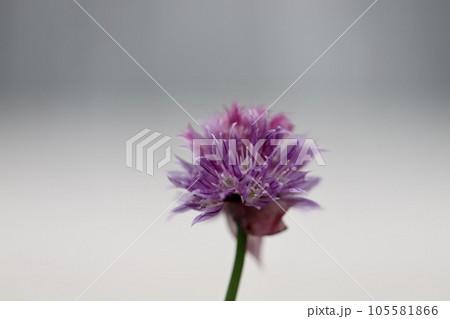 チャイブの花　家庭菜園のハーブ 105581866