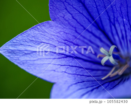 キキョウのある風景 105582430