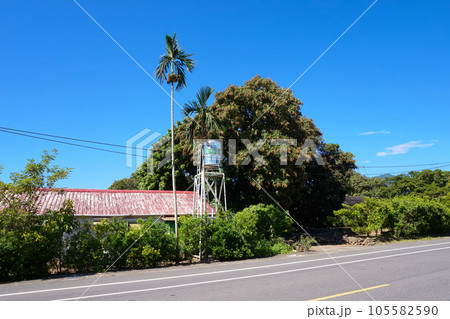 【台湾 台東県 鹿野郷】龍眼とビンロウの木のある風景 105582590