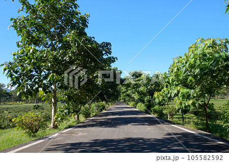 【台湾 台東県】鹿野郷龍田村・夏の桐花大道 【台湾 台東県】鹿野郷龍田村・夏の桐花大道 105582592