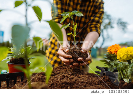 Male gardener planting green. Gardening concept Male gardener planting green. Gardening concept 105582593