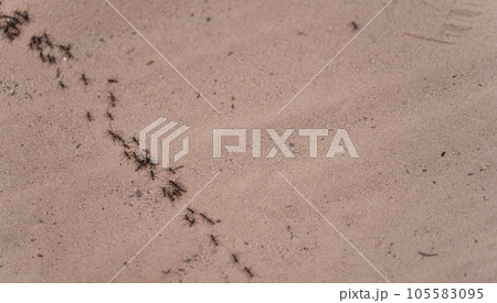 Ant Trail on Sandy Surface in a Hot Summer Day Ant Trail on Sandy Surface in a Hot Summer Day 105583095