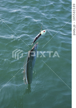 タチウオの船釣り タチウオの船釣り 105583189