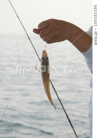 シロギスの船釣り シロギスの船釣り 105583195