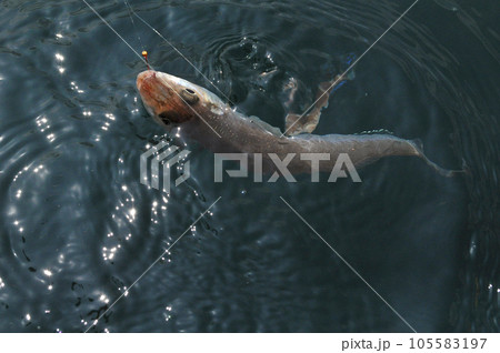 釣れた魚が水面に浮いてきた 105583197