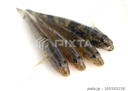 釣りたての沙魚 105583238