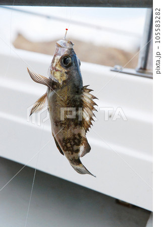 船釣りで釣れためばる 105583282