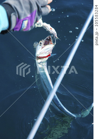 釣れた魚を取り込む 釣れた魚を取り込む 105583284
