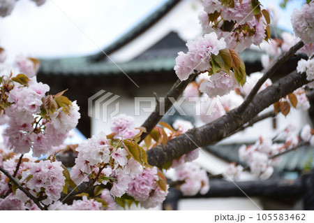弘前城と桜 弘前城と桜 105583462