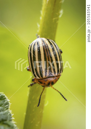 Colorado potato beetle walking on potatoes 105583541