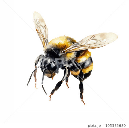 Watercolor illustration of a bumblebee, bee on a white background Watercolor illustration of a bumblebee, bee on a white background 105583680