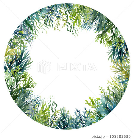 Seaweed underwater plants. Green Laminaria watercolor illustartion isolated on hite background. Nautical 105583689